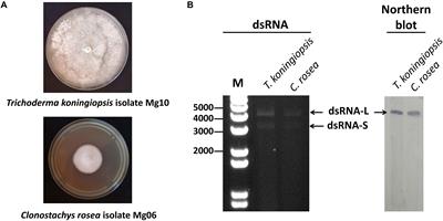 A Novel Totivirus Naturally Occurring in Two Different Fungal Genera